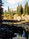 an image of a pine forest from Northwest Canada