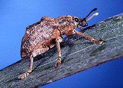 Photo: Melaleuca leaf weevil