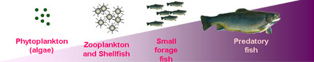 Graphic showing how mercury becomes more concentrated as larger animals eat smaller ones