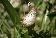 photo of white and brown butterfly