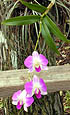 photo of orchids