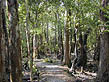 photo of trail and trees