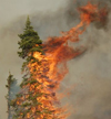 [Photo] Tree on fire