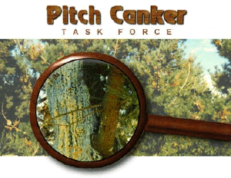 Pitch Canker Task Force logo and picture of tree infested with pitch canker 