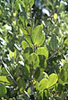 photo of white mangrove leaves