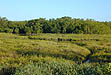 photo of marsh landscape