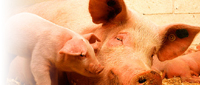 Swine Odor and Manure Management Research Site Logo