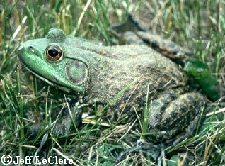 Bullfrog