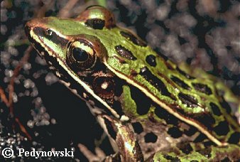 southern leopard frog