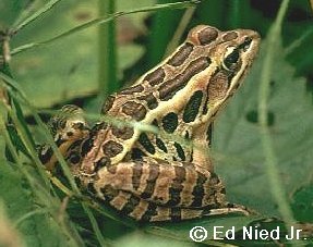 Pickerel Frog