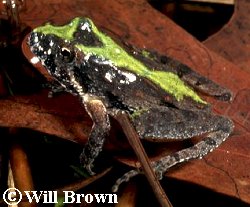 Northern Cricket Frog