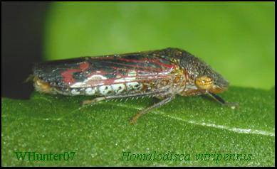 Adult Glassy-winged Sharpshooter Leafhopper, GWSS, Homalodisca coagulata (Say). Vector of Pierce's Disease of grapes, a xylem-limited bacterium, Xylella fastidiosa. Adults are about ½ inch, (12 mm) long.