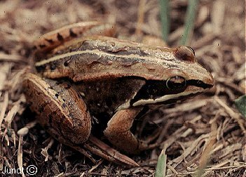 wood frog