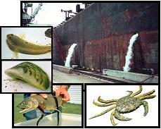 Collage of ship dumping ballast and critters