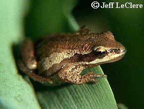 Western Chorus Frog