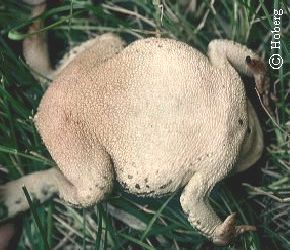 belly of great plains toad