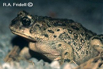 California Toad