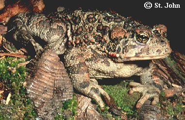 Western toad