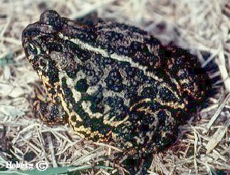 canadian toad