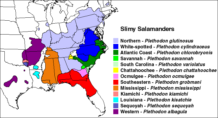 Slimy Salamander Range