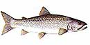 Lake Trout Illustration