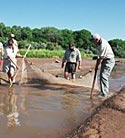 photo: capturing minnows in net for recovery effort