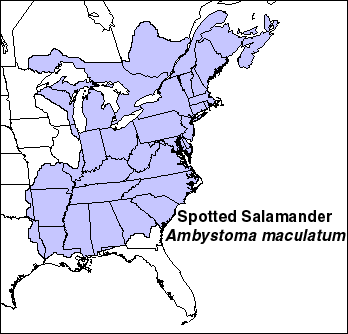 Spotted Salamander Range
