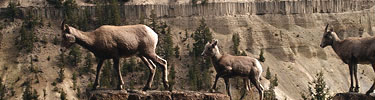 Juvenile Bighorn Sheep casually amble along a precipice near Tower Falls.