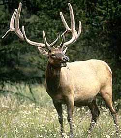 A bull elk stands in a meadow.