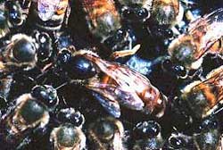 A Queen bee is surrounded by her workers.