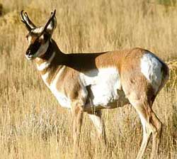 A Pronghorn stands in a grassy meadow.