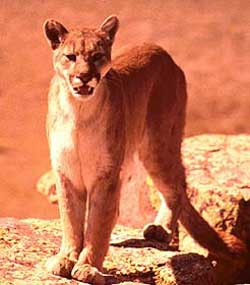 A cougar stands on boulders by a river.