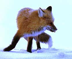 A fox walks across a snow covered ground.