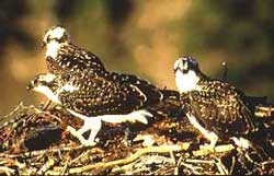 The young osprey sit in their nest.