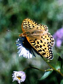  The fritillary is drinking nectar from an aster flower.