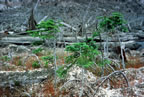 Silver-fir (photo by Charlie Crisafulli).