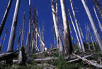 Standing dead (photo by Charlie Crisafulli).