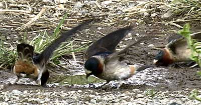 Cliff swallows collect mud for nest-building purposes