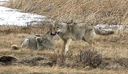 Two playful coyotes nipping at each other