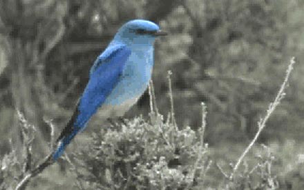 A bluebird perches atop sagebrush while looking for his next meal. The low resolution is due to a screen capture from a video image.