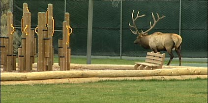 A bull elk with an immpressive set of antlers makes his way through a school plaground at Mammoth.