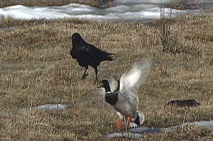 Raven chases mallard away from a food source