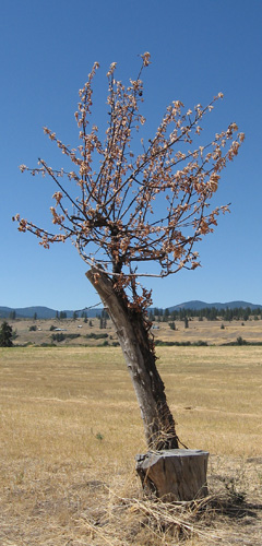 Golden Translucent apple tree that died in 2008.