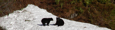 Olympic Black Bears