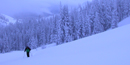 snow covered forest and meadow