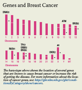 A map of the human chromosomes with arrows indicating where known cancer genes are located. DRAS3 is located on chromosome 1; ATM is located on chromosome 11; BRCA2 is located on chromosome 13; RAD51 is located on chromosome 15; TP53, ERBB2, and BRCA1 are located on chromosome 17; CHEK 2 is located on chromosome 22; and AR is located on the x chromosome.