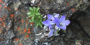 star-shaped purple flowers growing in a crack of a rock