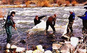 A Fisheries and Wildlife Resources Group field crew backpack electrofishing in the Yakima River, Washington, to collect fish for a population survey.