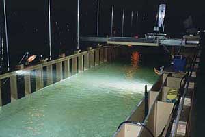 Fish are being tested in this experimental hydraulic flume for avoidance reactions to stobe lights near a bypass structure. The behavior can be studied under light and dark photic conditions. 