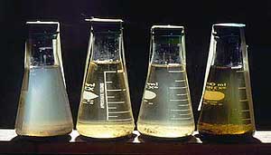 Small sediment-water microcosm vessels used for the Jordanelle Reservoir simulation study.